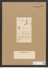 Berkeleya trichocpehala (Kuetz.) Grun. (de-Toni-Nr.: Genus 21, Species 1232) Zeichnungen Sammlung Grunow Nr. 2373 (NHMW-BOT-W0369507)